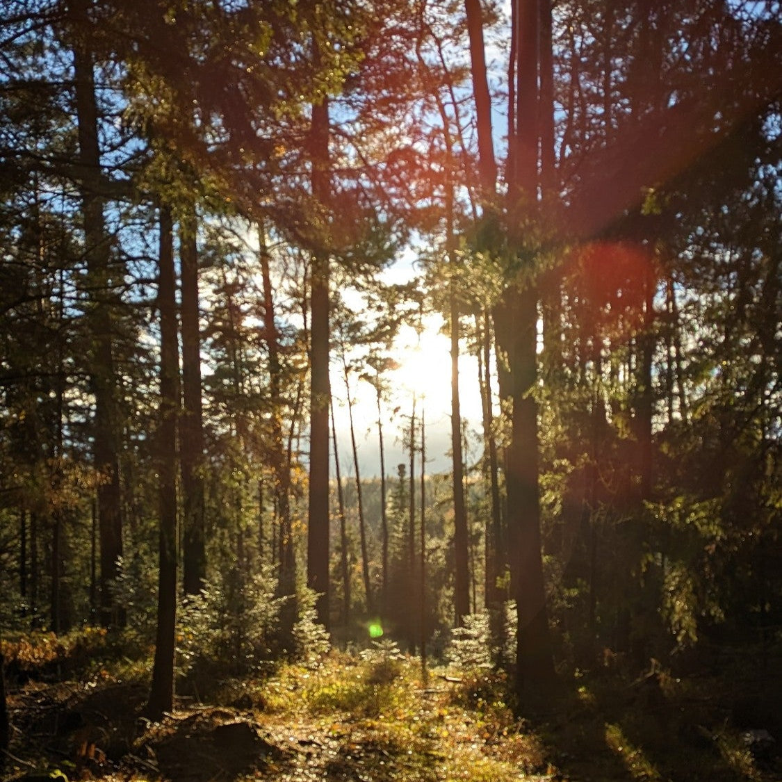 Sonnenstrahlen im Wald – Inspiration für Forest Kräutertee von bonoboherbs
