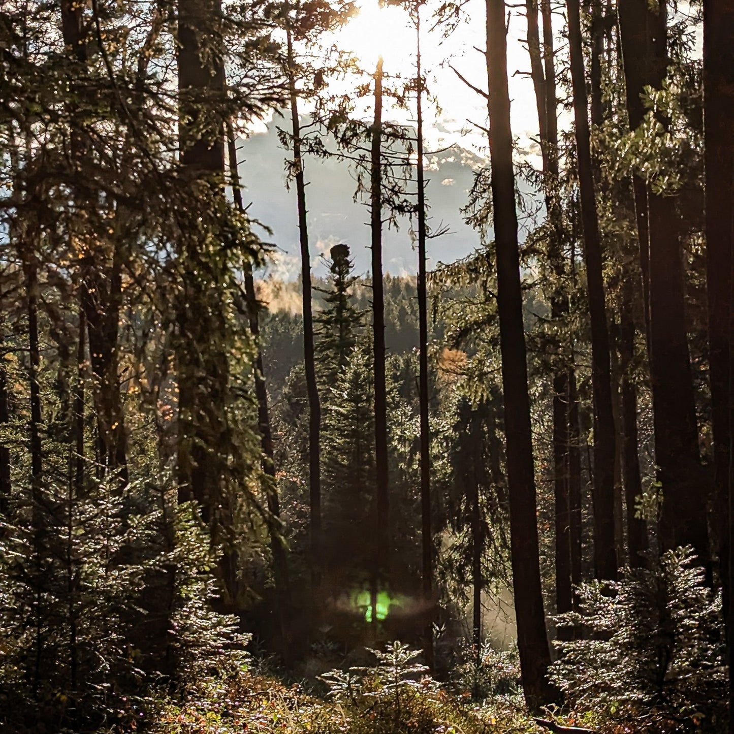Morgenlicht im Wald – Forest Kräutertee von bonoboherbs im Einklang mit der Natur