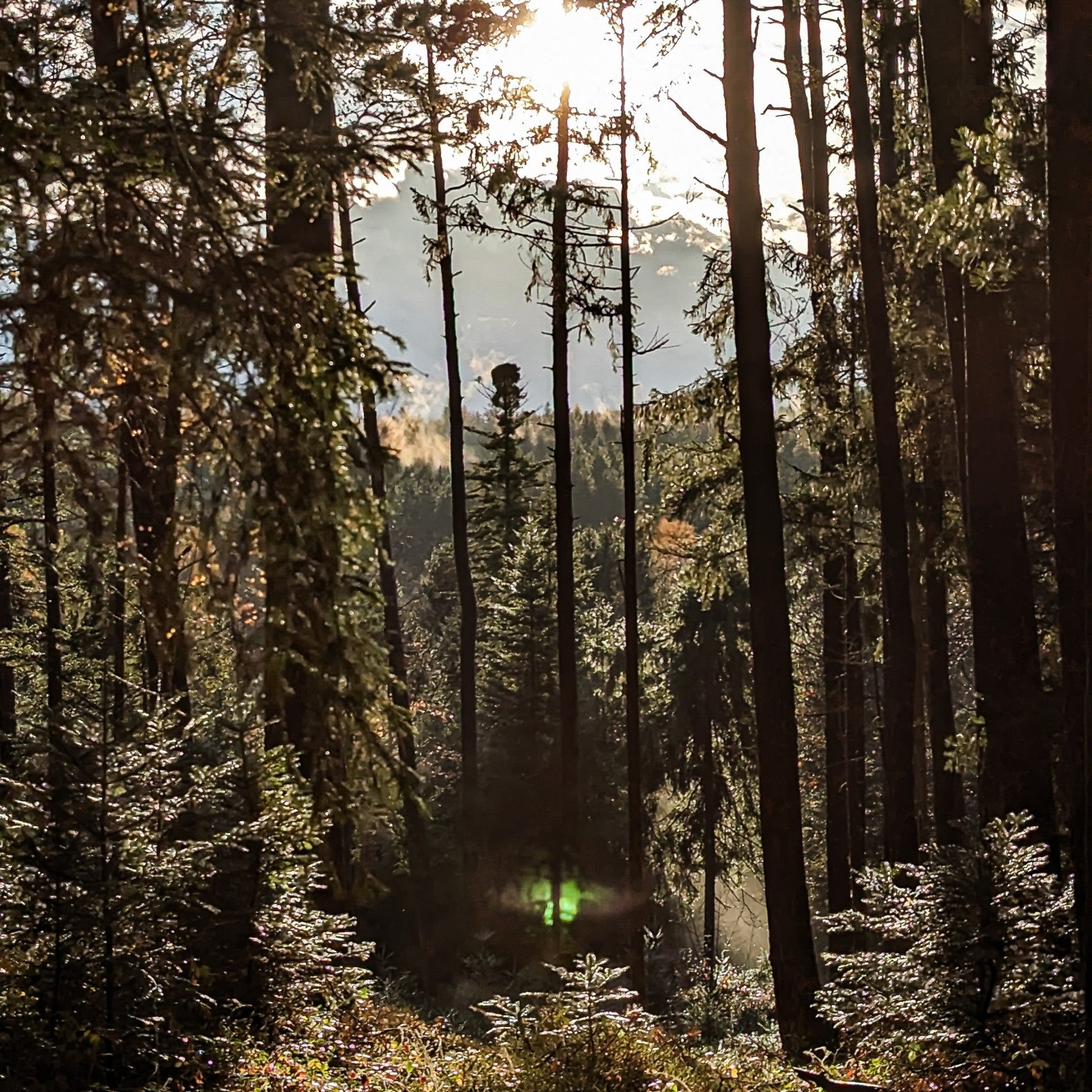 Morgenlicht im Wald – Forest Kräutertee von bonoboherbs im Einklang mit der Natur